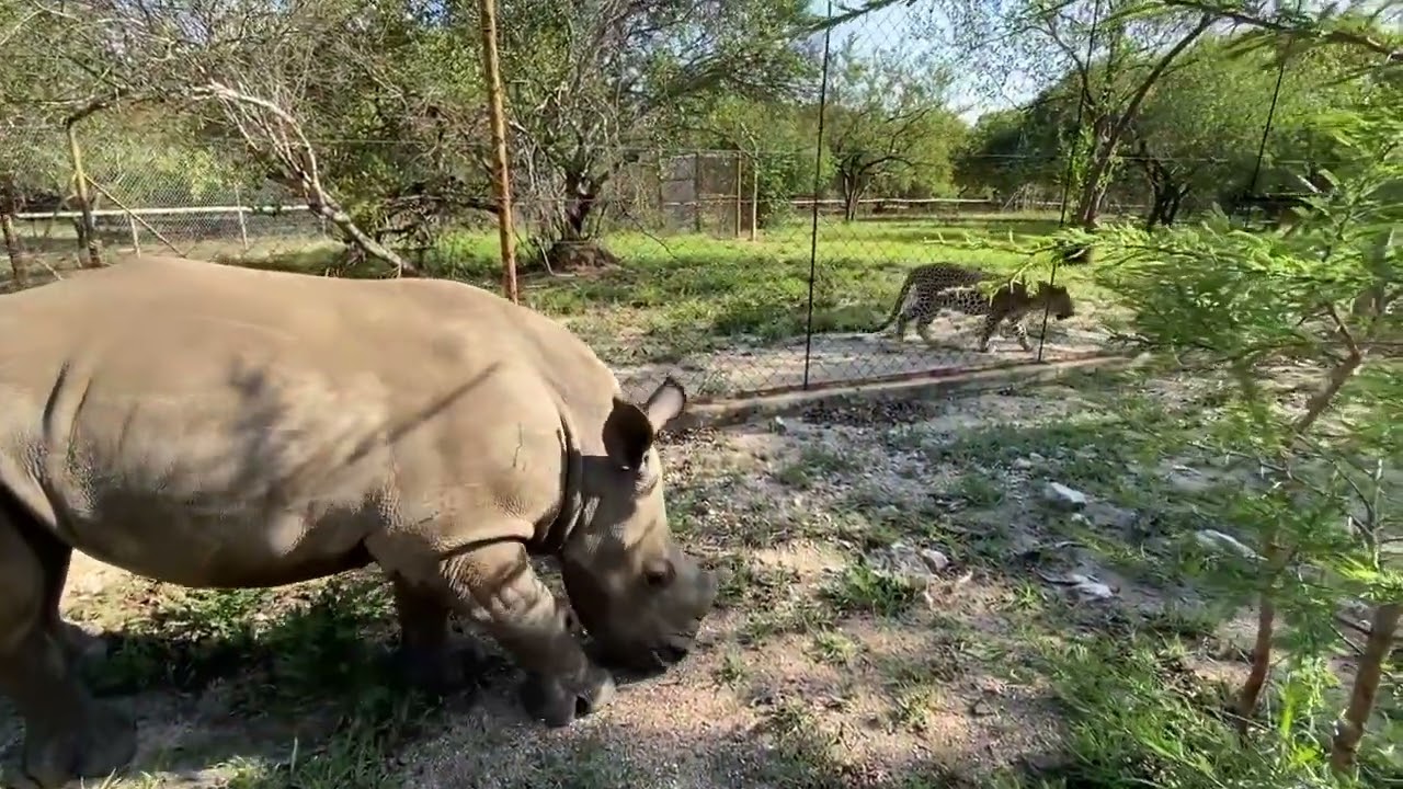 Rhino calf Bula is not worried about Leopard Musina's pacing