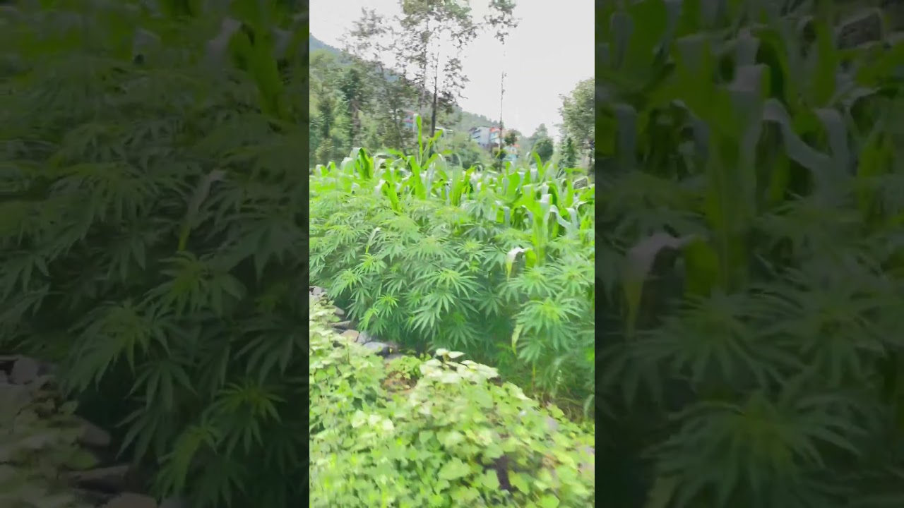 What is the name of this plant 🌱 