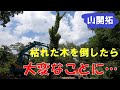 【山開拓】伐採、伐根して残土置き場を整地します!
