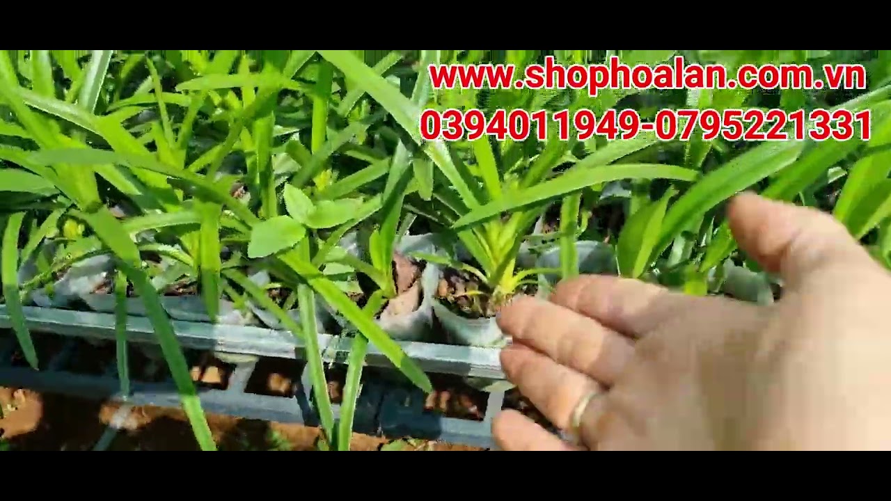 shop hoa 2022 Update lạc vào vườn kiếm 3 vạn cốc cây 1.5 năm,nhạn 4n và 5ct pt,5ct bạch tuyết x họng hồng.0394011949