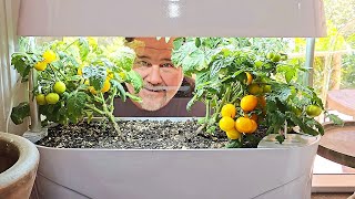 No Garden NEEDED, Grow MICRO Tomatoes in Your KITCHEN! by Self Sufficient Me 53,783 views 2 weeks ago 11 minutes, 57 seconds