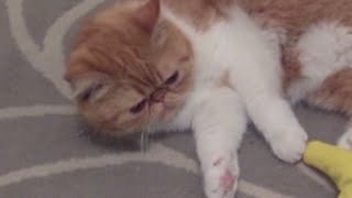 Exotic Shorthair Plays with Banana Toy