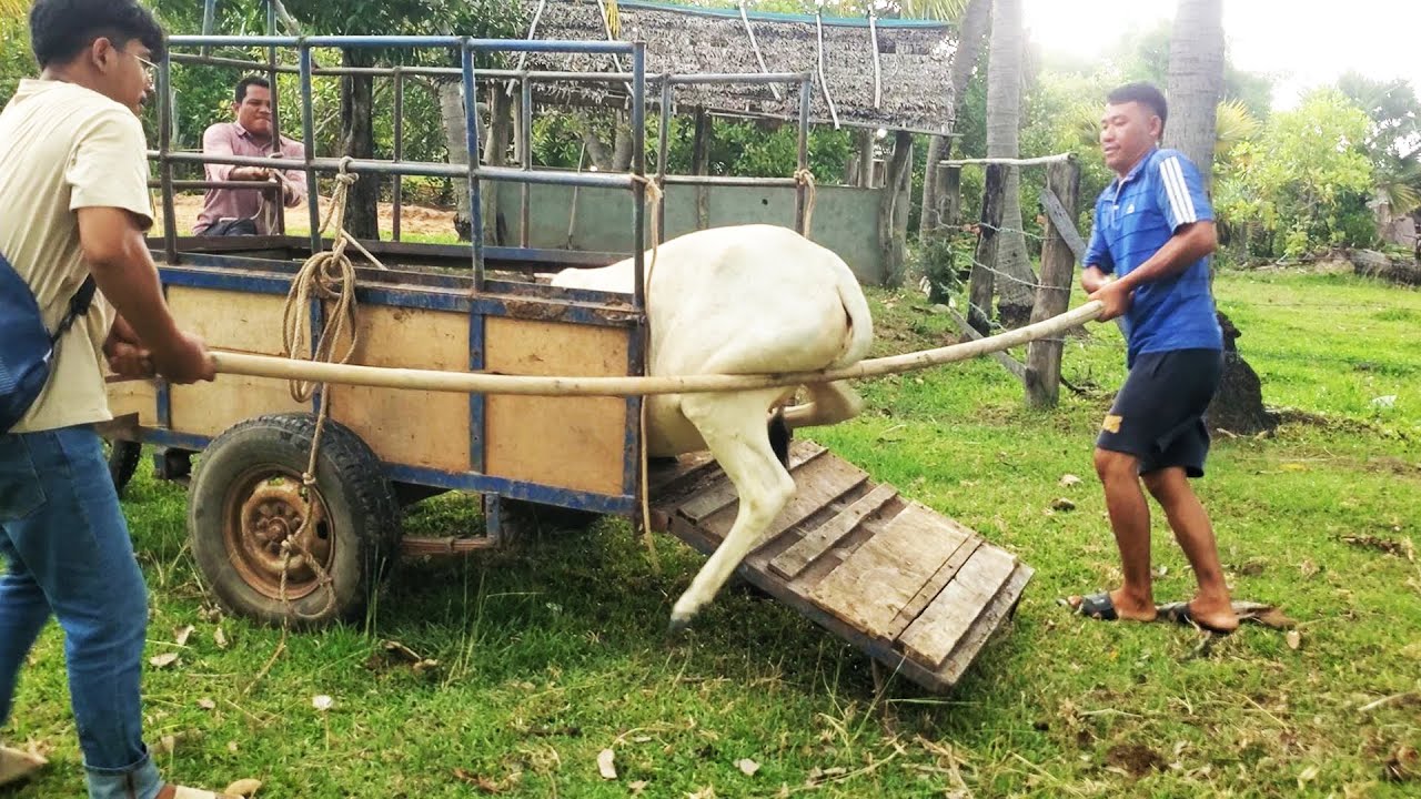 Cow loading in truck - Very satisfying - YouTube