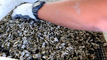 Oyster Aquaculture Equipment: Seed Grading Sieve