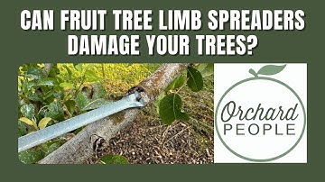 Training Fruit Trees: The Best Limb Spreaders that Don