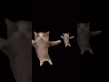 cats dancing for 15 seconds:)#cat