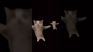 cats dancing for 15 seconds:)#cat