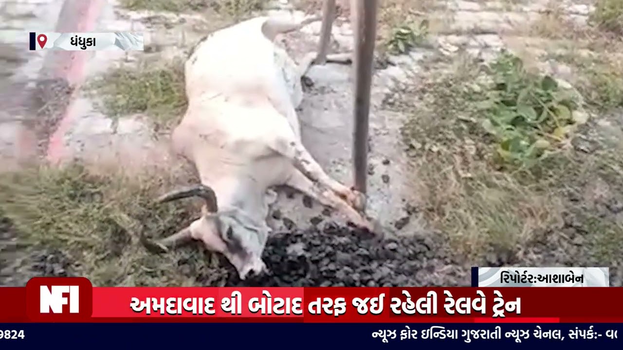 ધંધુકા:અમદાવાદ થી બોટાદ તરફ જઈ રહેલી રેલવે ટ્રેન હડફેટે ગાયો આવી જતાં અંદાજે દસ ગાયો ના મોત