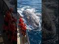 Heartwarming Rescue: Removing Barnacles from Giant Whale #shorts #viralvideo