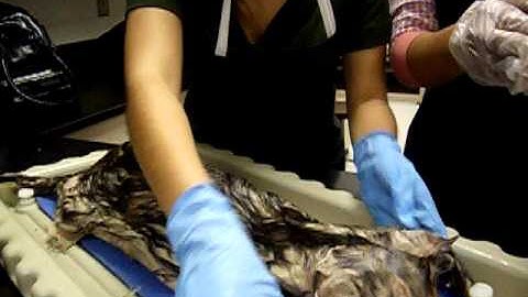 Cat Dissection Part 2