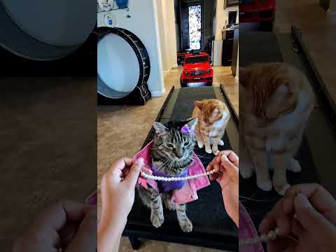 So Fluffing Cute Seventheorangecat Pupcup Himalayathetabby Catlovers Catfashion 