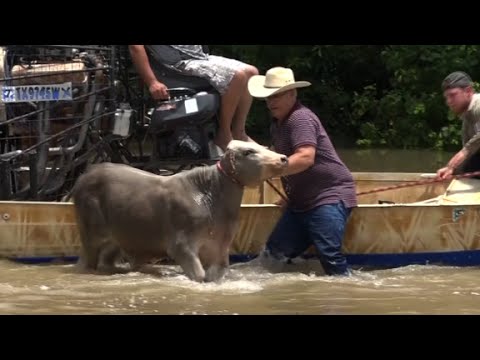 Texas cowboys drive cattle out of flood - YouTube