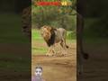 #lion👑 vs #tiger💀 #animals ✅❣️👑#facts