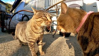 猫島で路地裏を歩いていたら猫の言い争いの現場に遭遇した