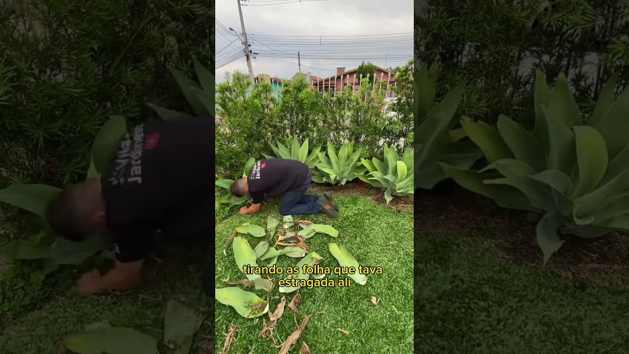 Manutenção de um jardim do início ao fim