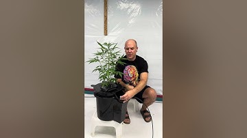 Mastering pH and Nutrient Temperature in Hydroponics: The HydroBucket Solution