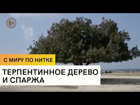 Терпентинное дерево и спаржа / С миру по нитке / 8 серия