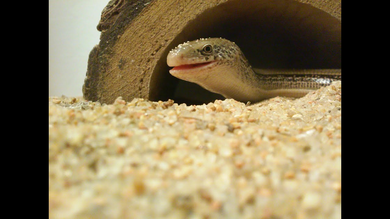 Larry the LEGLESS LIZARD [02-18-2022] - YouTube