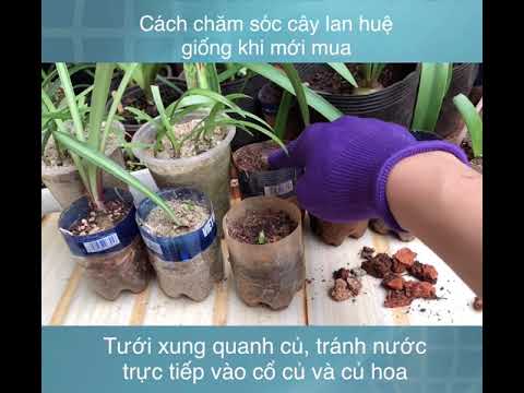 Video: Làm cách nào để trồng củ loa kèn?
