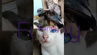 cat and duck funny