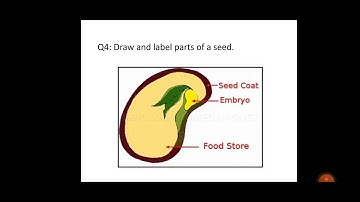 Grade 2 Chapter: Food from plants  (Seeds Q/A)