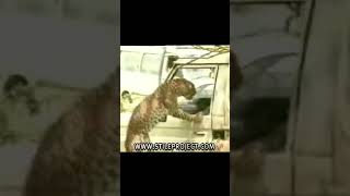Don't poke a cat see what happens!!! #funny #pokecat #funnycatsshorts