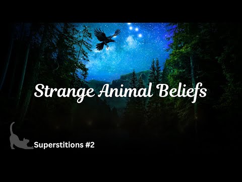 Animal Superstitions You Won’t Believe - Intermedio Input comprensible en inglés - Ep. 2