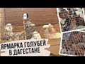 Впервые в Дагестане ярмарка голубей (посёлок Манас) 20.06.2021. Göyərçin bazarı.