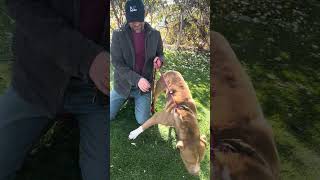 New A5673205 Troy Pitbull