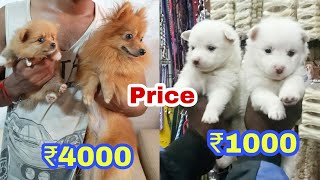 Pomeranian puppy Price according to quality.