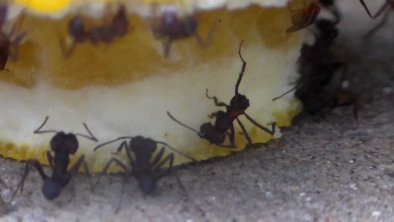 barragem aguieira HDV_0181 FORMIGAS FOMINHAS-RS BRASIL