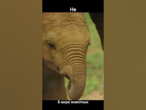 Милые детеныши животных: Радость и чудо животного мира. часть 1 из 3. # ...