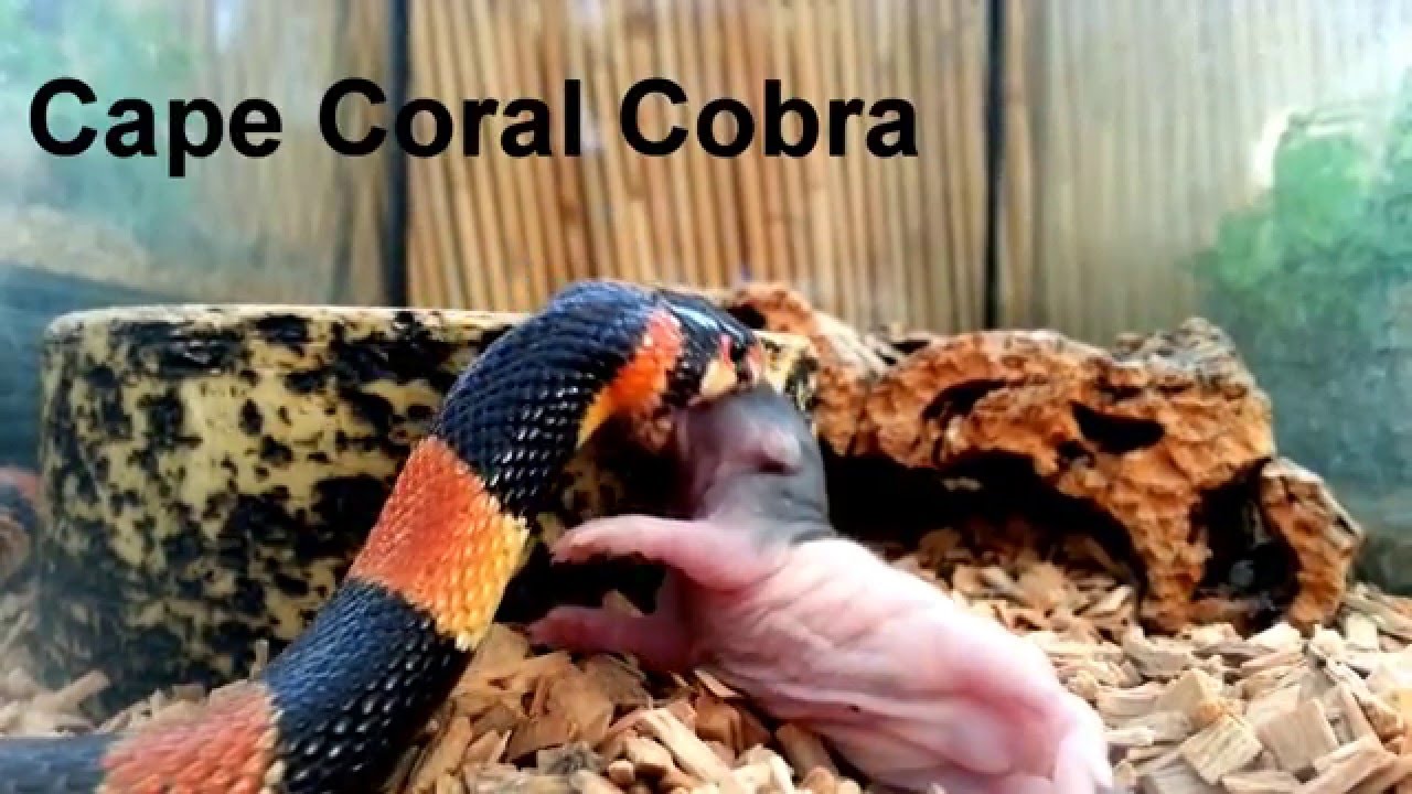 serpentor Cape Coral Cobra ( Aspidelaps lubricus ) eats rat