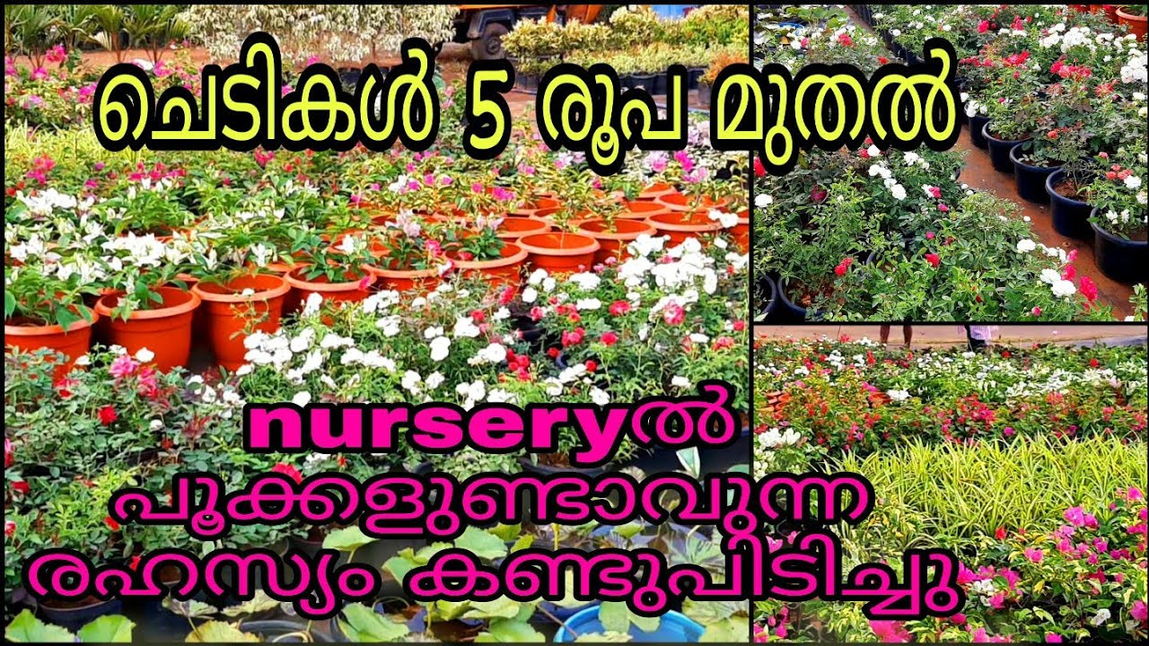 mannuthy nursery |best nursery in mannuthy|ചെടികൾ 5രൂപ|nursery പൂക്കളുണ്ടാവുന്ന രഹസ്യം കണ്ടുപിടിച്ചു