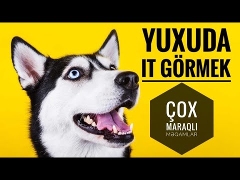 Yuxuda it gormek  - Yuxu yozmalar #yuxuyozmalar #melumattoplusu #yuxu #yuxudaitgormek