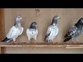 Top 10 pigeons  fancy pigeon collection  indian pigeon  kabootar ki aj kabootar pakra