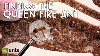 Please Help Me Find the Queen Fire Ant