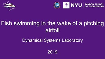 Fish swimming in the wake of a pitching airfoil