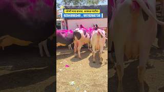 लोणी गाय बाजार 🐄 loni cow market 🔥 #cow #viral #shorts |