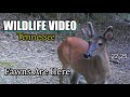 Narrated Wildlife Video 22-25 from Trail Cameras in the Tennessee Foothills of the Smoky Mountains