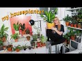 plant tour 2020 (i have a lot of plants lol)