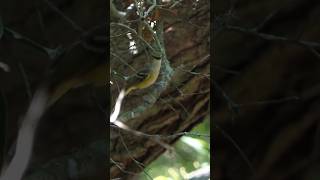 White-eyed Vireo calls, hops around