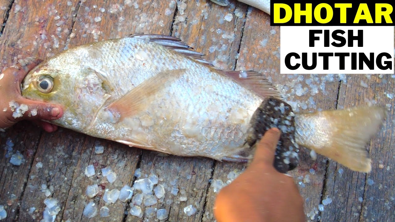 Javelin Grunter (Dhotar) Fish Cutting Skill YouTube