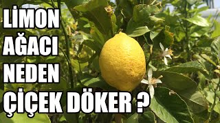 Limon Ağacı Çiçek Döküyor | Nedeni Ve Çözümü ? Resimi