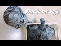 A Day in the Life of our Cats