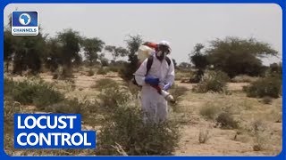 Somalia Fights Hard In Combating Desert Locust Invasion