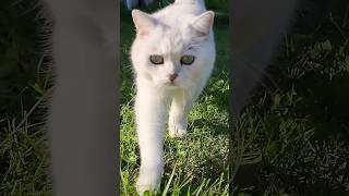 🐱КОШКИН ВЕЧЕР🐱Питомец Хрустальной Мозаики. #кошка #котенок #корм