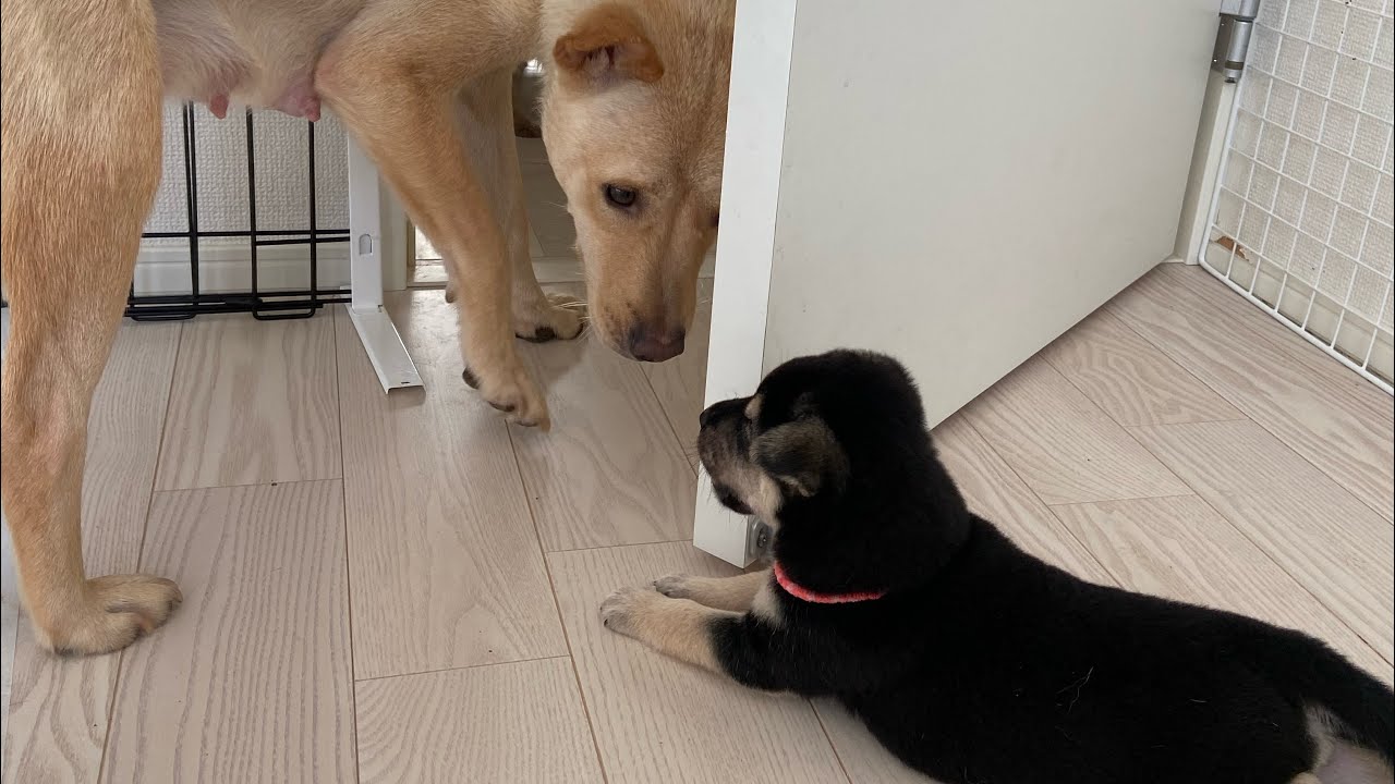 少しずつ個性が出始めた子犬たちと1人の時間を楽しむ母犬 生後1ヶ月 Youtube