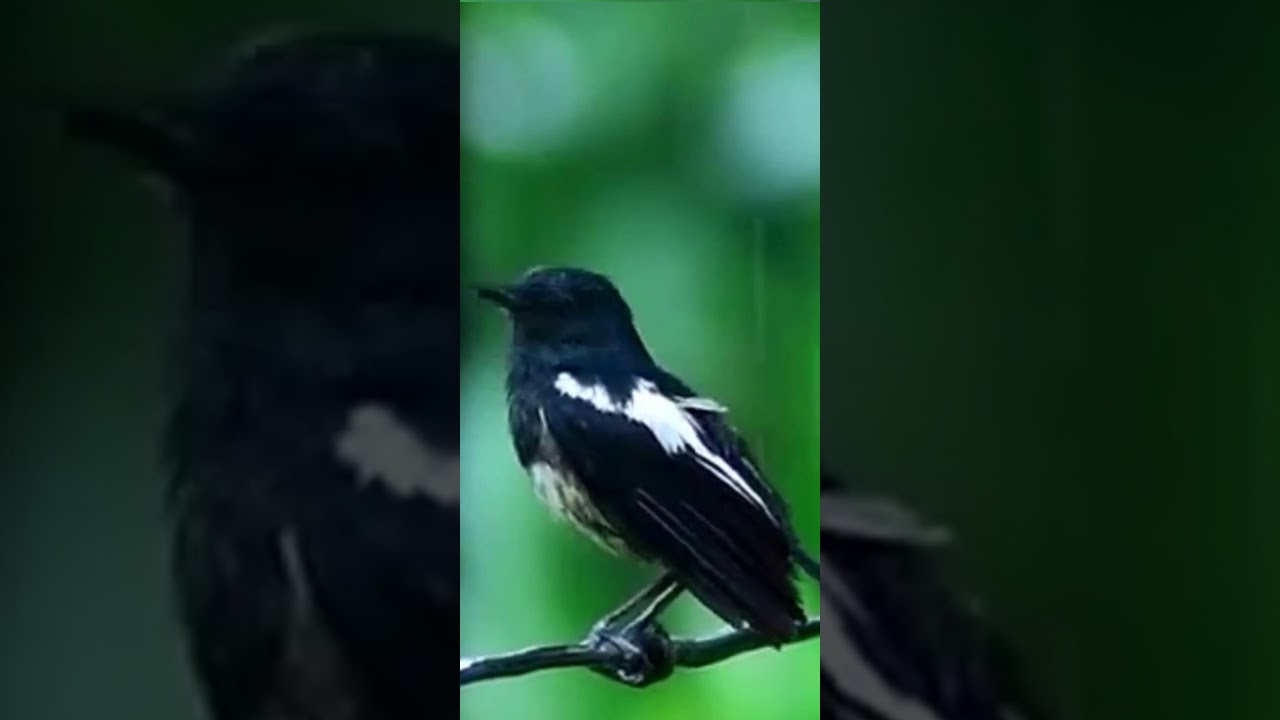 Kilometers and kilometers paarake song full screen status video