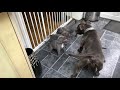 Blue staffordshire bull terrier puppy play fighting with mum